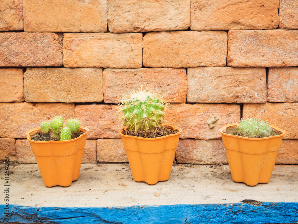 A little cactus in three pots with brick wall background A little cactus in three pots with brick wall background