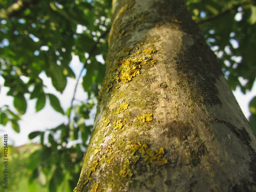 Walnut tree trunk with yellow moss fungus and lichens Walnut tree trunk with yellow moss fungus and lichens