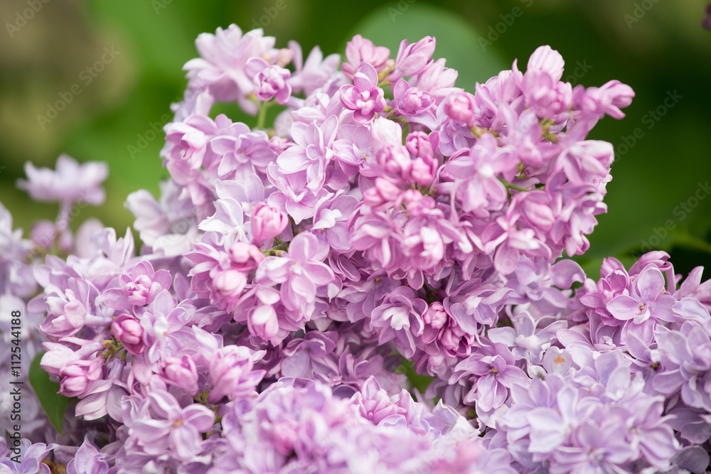 Fototapeta premium Beautiful branch of flowering lilac closeup