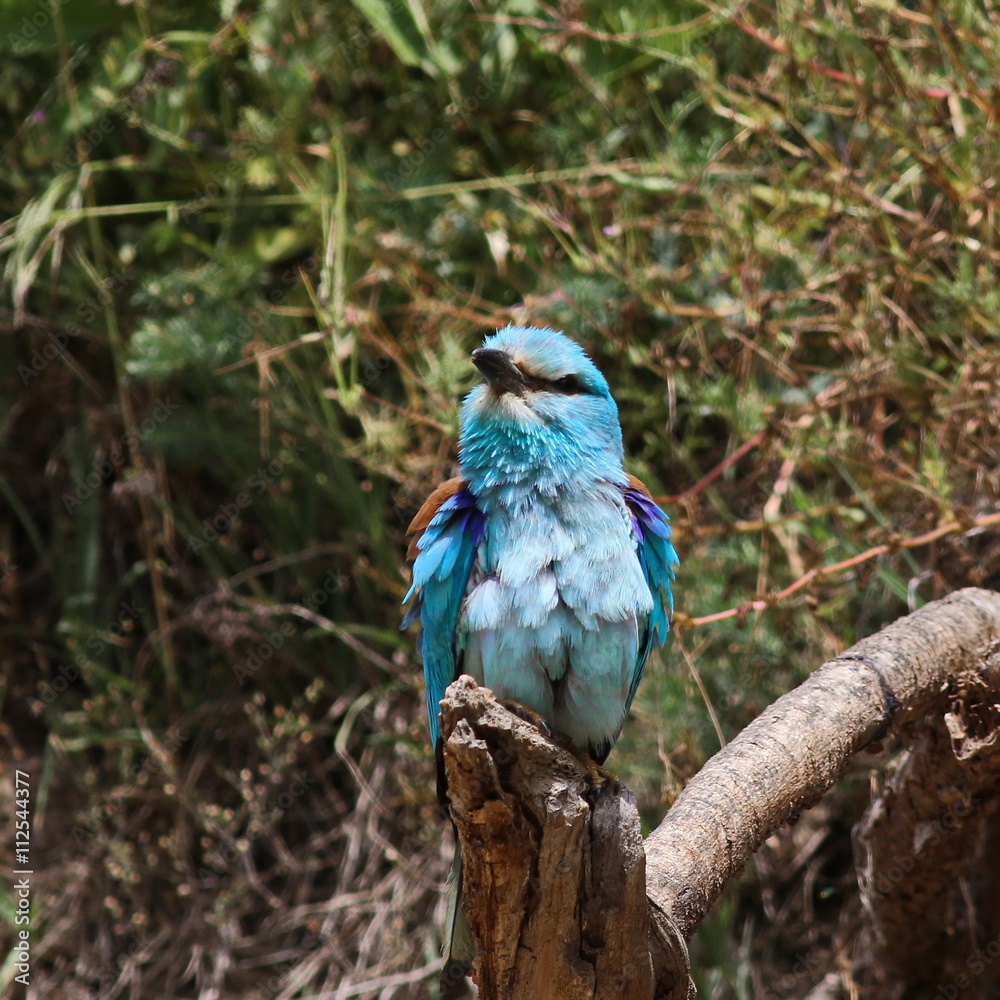 European Roller, Coracias garrulus