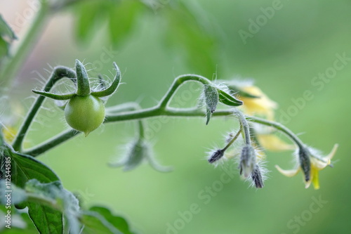 Tomatenpflanze mit unreifer Frucht photo