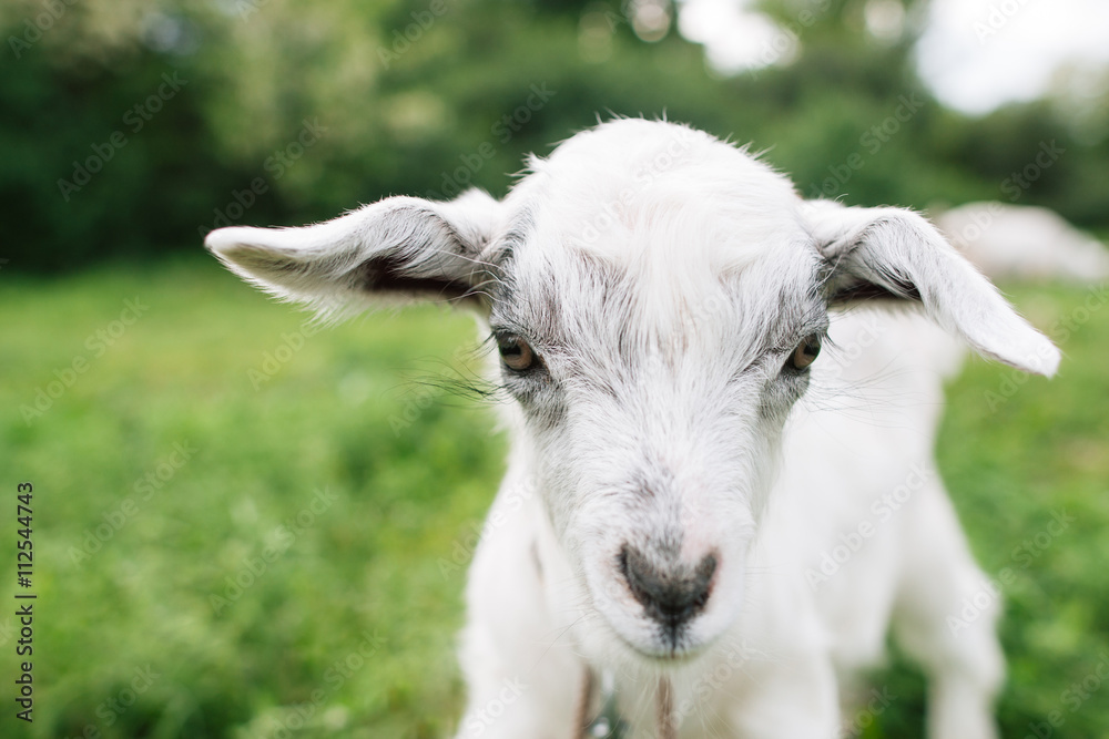 Farming Animal Domestic Pets Summer Season Kid Fauna Nature Concept Farming Animal Domestic Pets Summer Season Kid Fauna Nature Concept