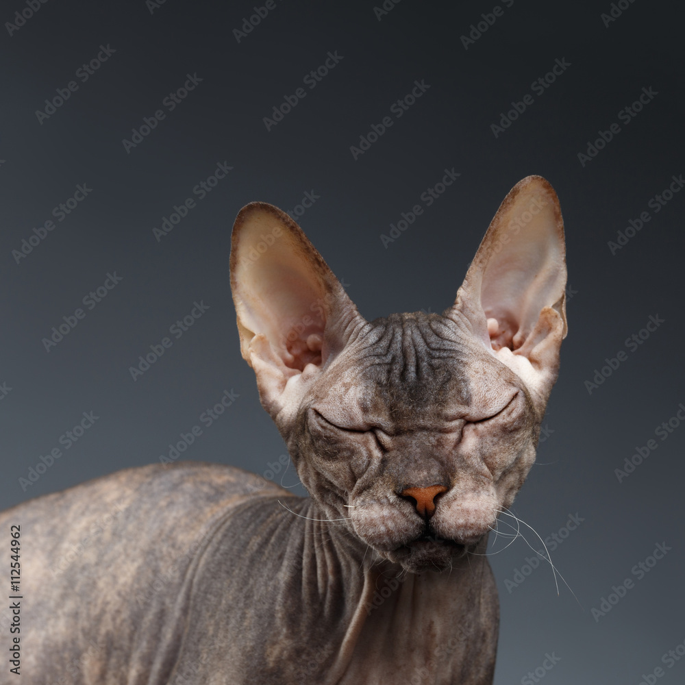 Closeup Portrait of Thinking Sphynx Cat on Dark Background