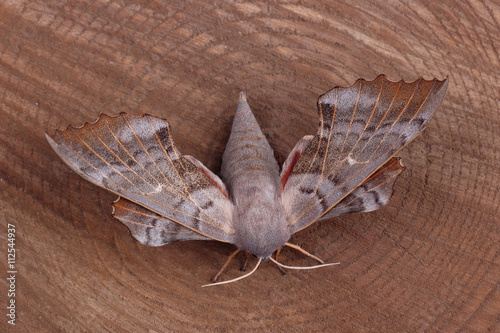 Female of Poplar hawk-moth (Laothoe populi) photo