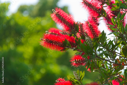 Red Bottlebrush Flower
