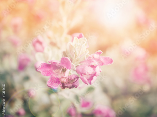 Abstract vintage style of tiny flower in the field for background © aaa187
