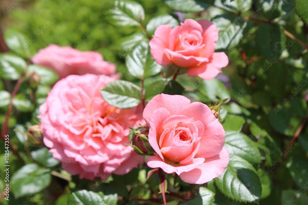 Rosen im Garten