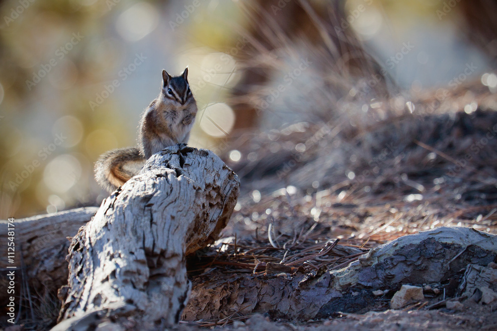 Close-up of a Chipmunk at Bryce Canyon