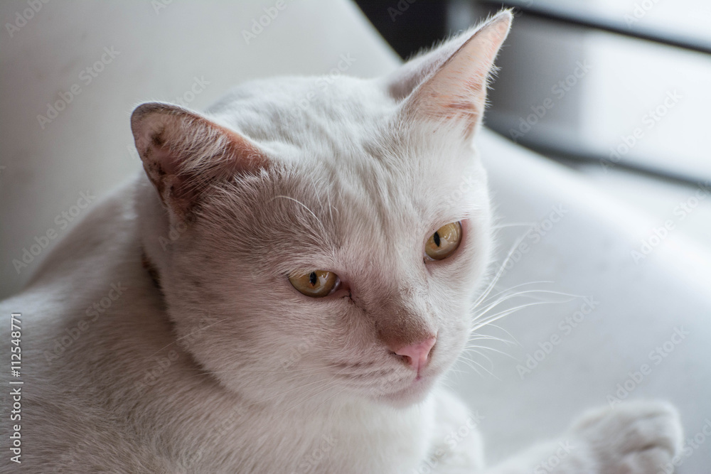 face of cute white cat  on white background 