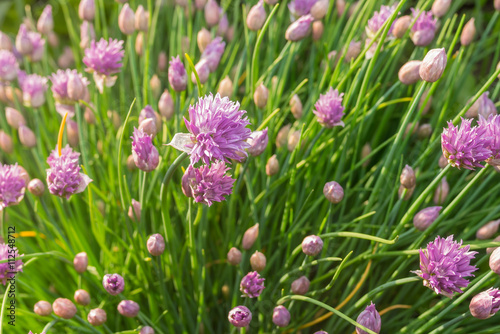 Blooming decorative onion at spring season