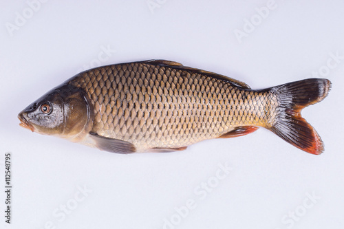 Common carp fish on white background
