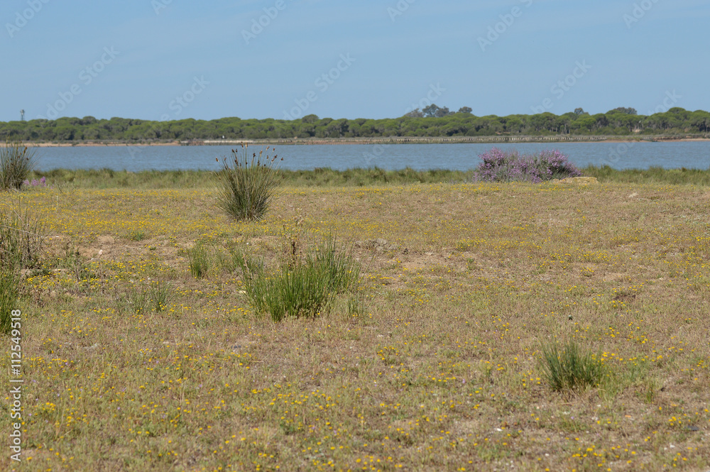 Fototapeta premium marismas