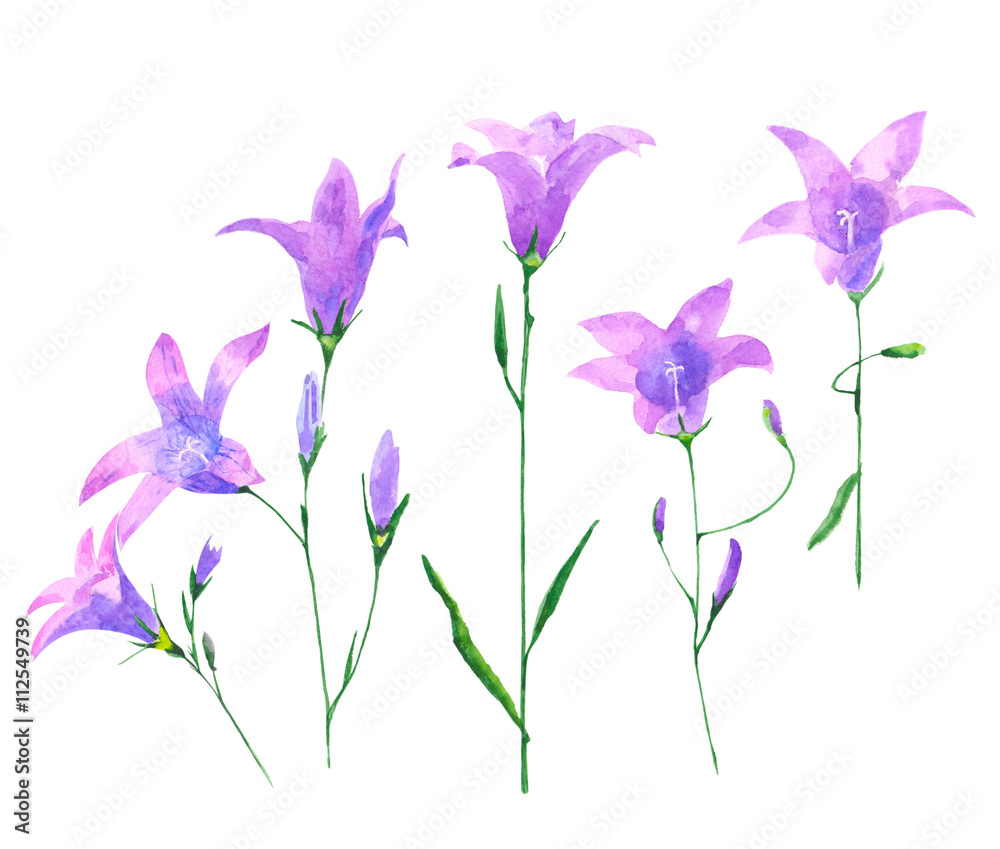 watercolor set with bluebell flowers isolated