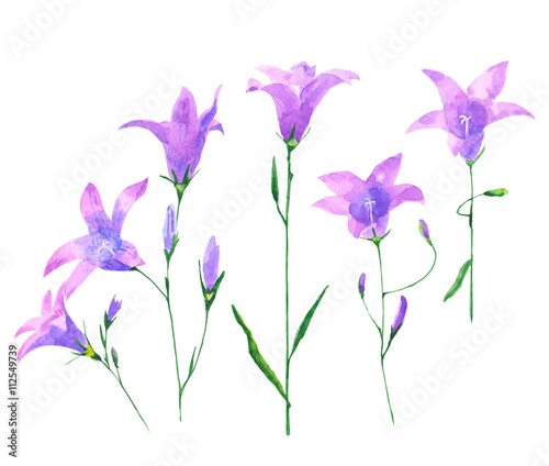 watercolor set with bluebell flowers isolated