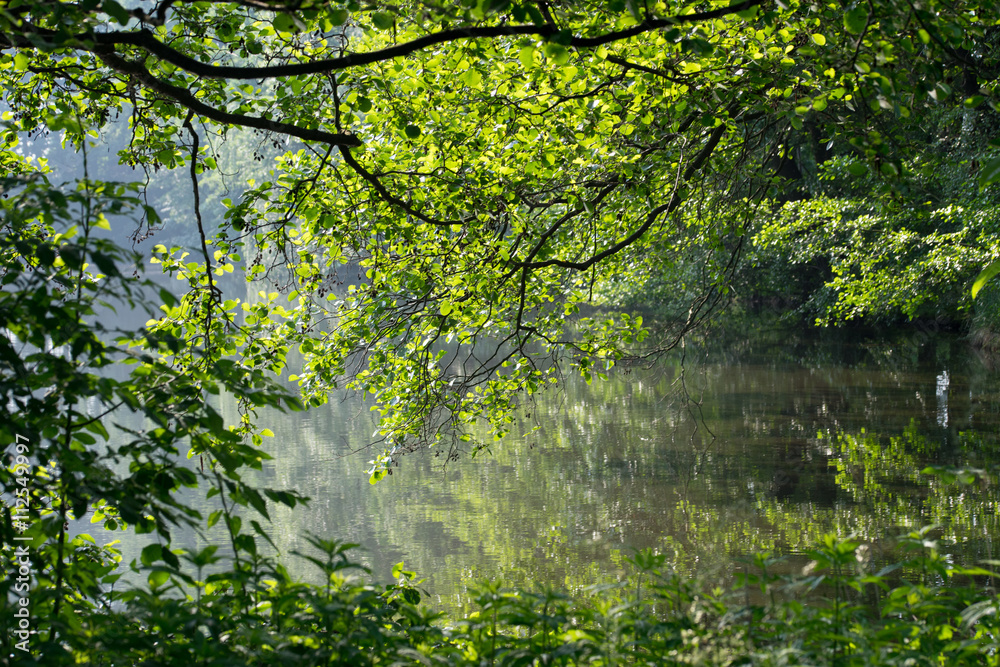 Nature / small lake with trees in the sunlight