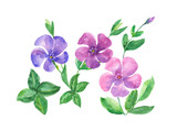 set of blue and pink flowers on a white background, watercolor painting, periwinkle