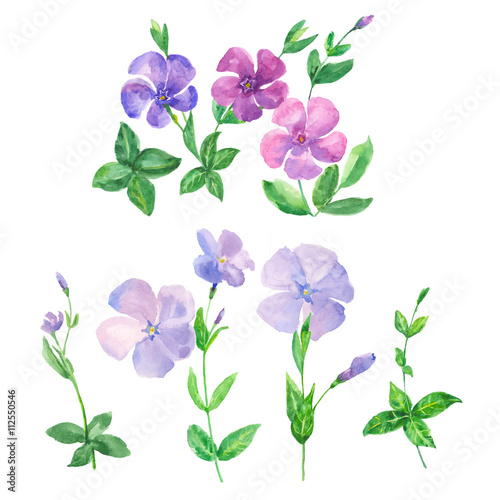 set of blue and pink flowers on a white background, watercolor painting, periwinkle