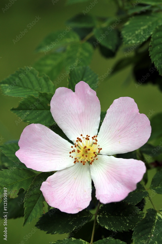 Wilde Heckenrose, Rosa corymbifera Wilde Heckenrose, Rosa corymbifera