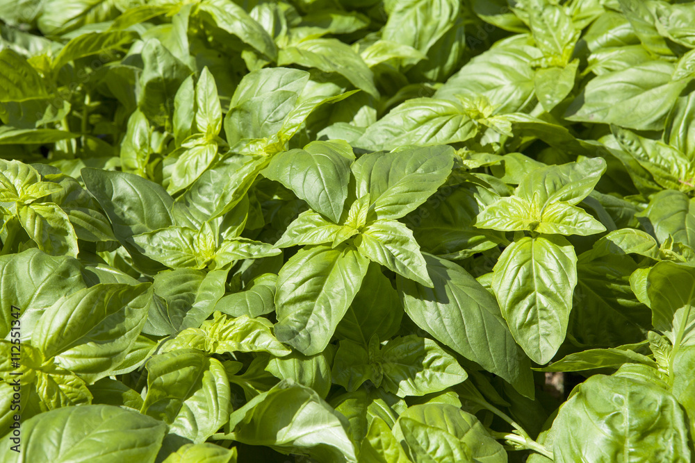 Green fragrant basil background Green fragrant basil background