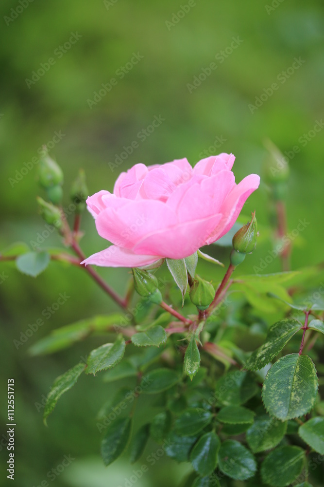 Rosenblüte in einem Garten vor unscharfem Hintergrund