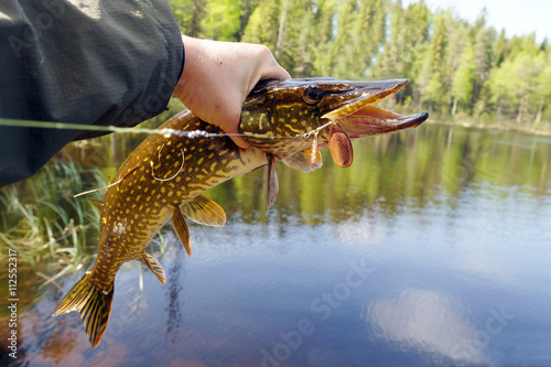 pike photo