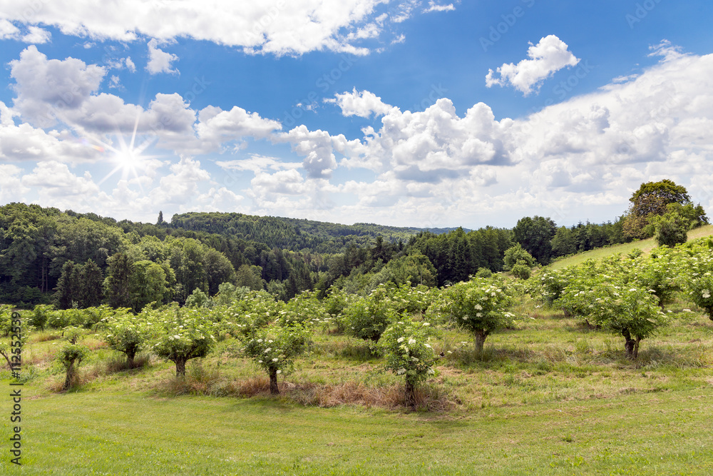 Hollunderfarm unter blauem Himmel Hollunderfarm unter blauem Himmel