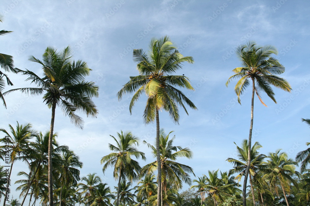 coconut palms and blue sky