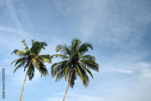 two palms and sky