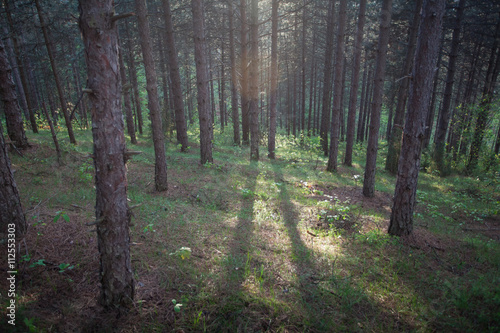 Wallpaper Mural morning sun in the forest  Torontodigital.ca