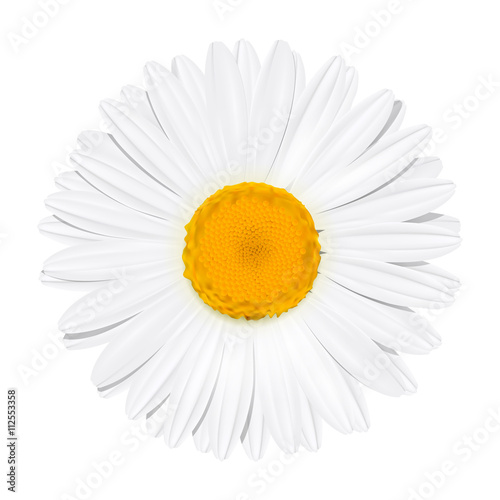 Daisy flower. Chamomile. Summer concept. Vector Illustration