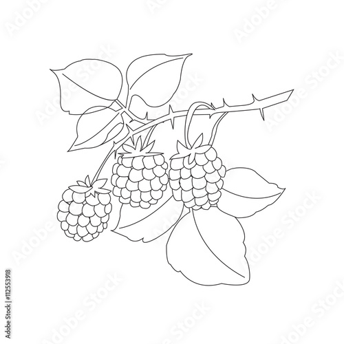 vector illustrator of berries and sprig of raspberry photo