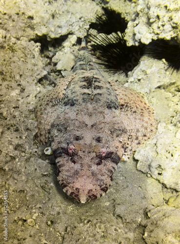 Crocodile fish.Red Sea. Egypt