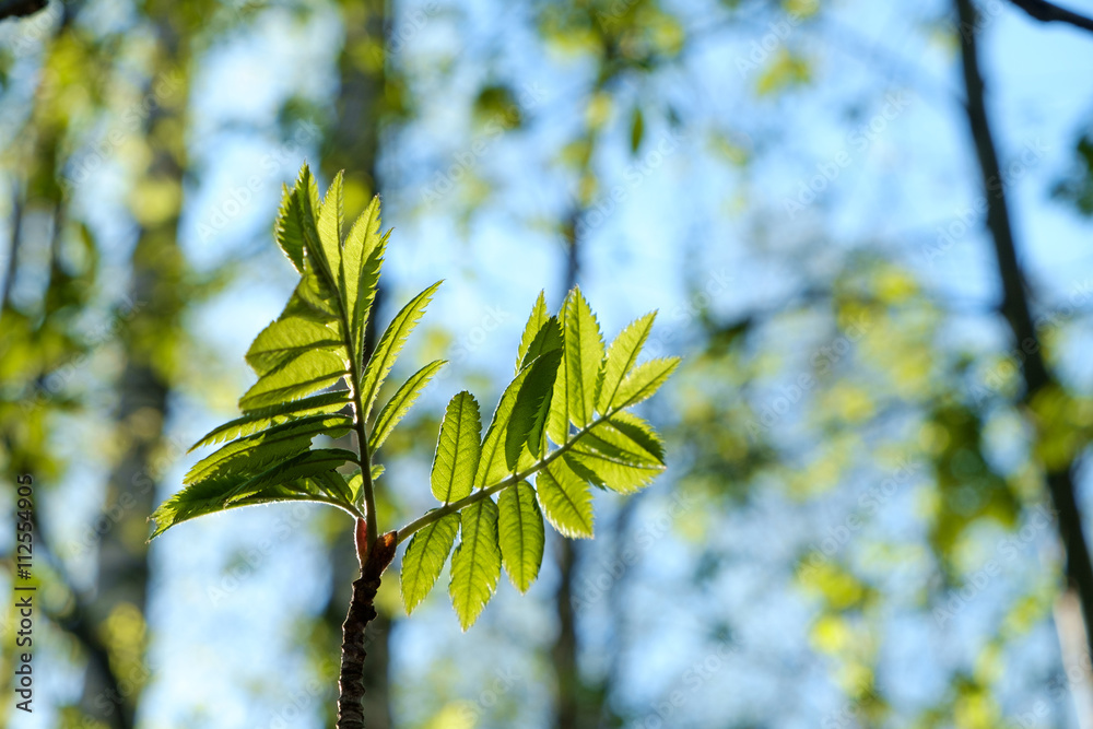Spring young leaves