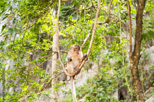 cute monkey lives in a natural forest of Thailand.