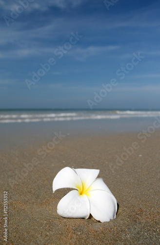 white flower and beach