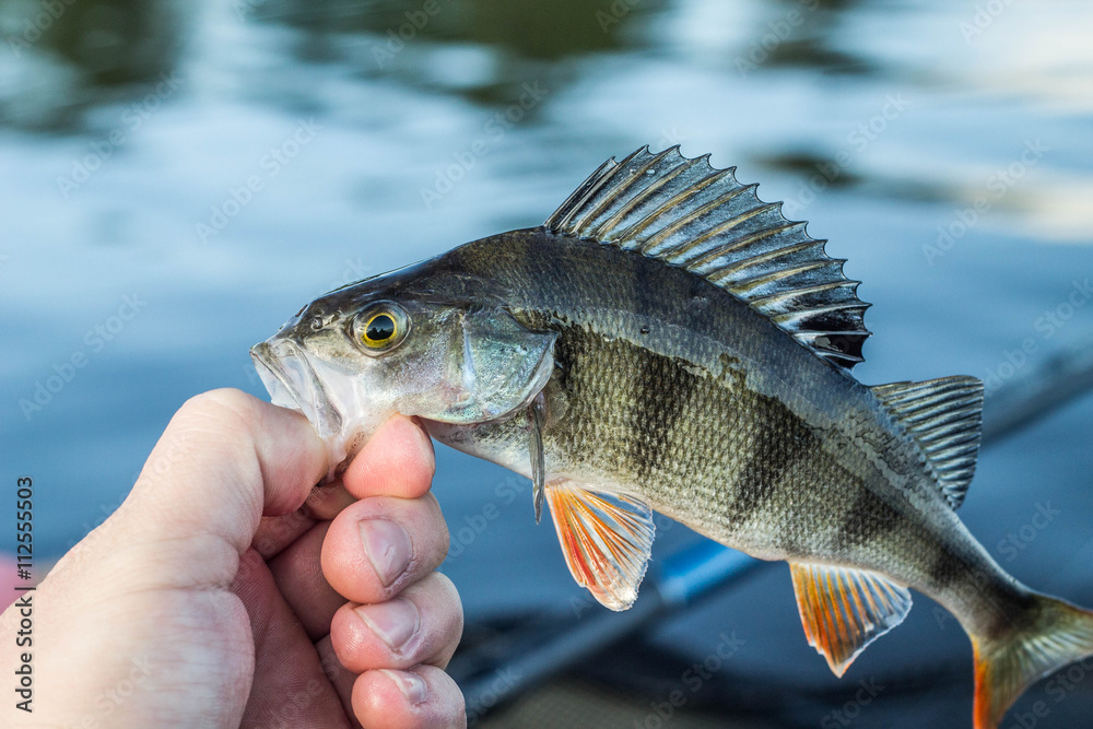 fishing,fish perch in the hand of angler fishing,fish perch in the hand of angler