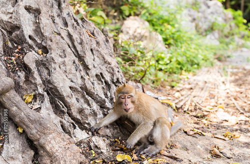 cute monkey lives in a natural forest of Thailand.