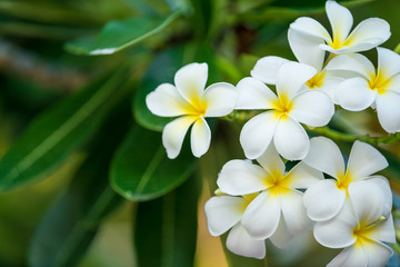 Keuken achterwand Frangipani Witte frangipani aan de boom  © KissShot