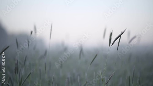 Wheat Field Caressed by Wind Crane and  birdsong Shot Nature Background Health Concept FHD