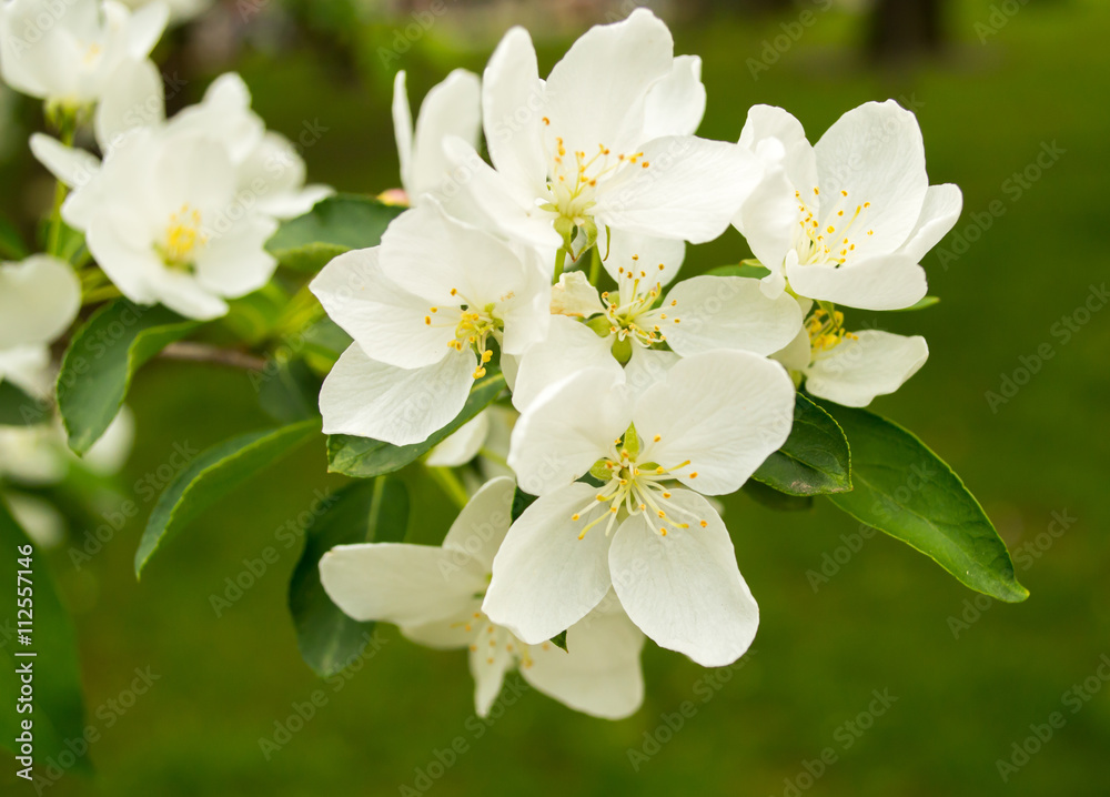 Fototapeta premium Apple blossom