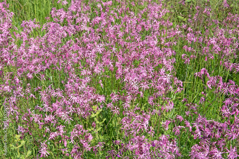 Kuckucks-Lichtnelke, Silene flos-cuculi Kuckucks-Lichtnelke, Silene flos-cuculi
