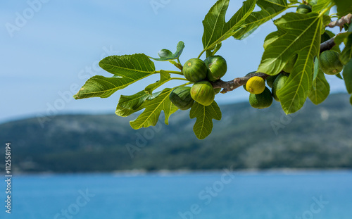 figs ripening in the sun on a tree in Croatia photo
