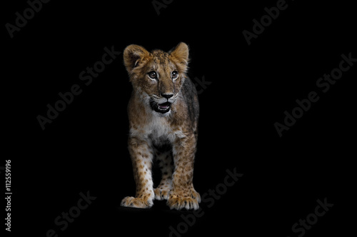 Lion Cub on black background © Yura Devyatov