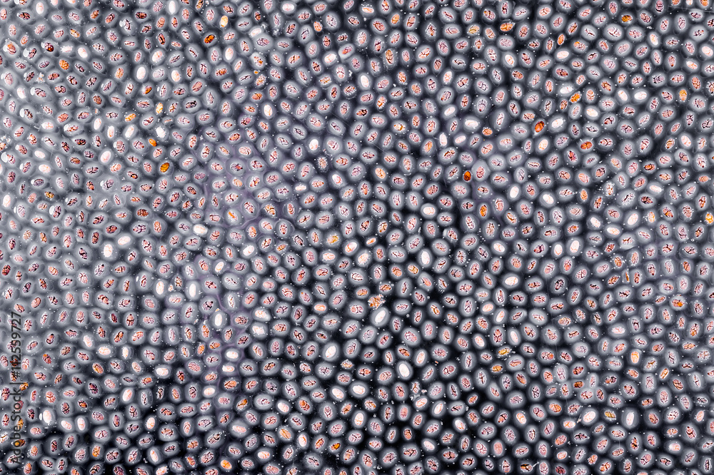 Mucilaginous gel-like coating around chia seeds over dark backgr Mucilaginous gel-like coating around chia seeds over dark backgr