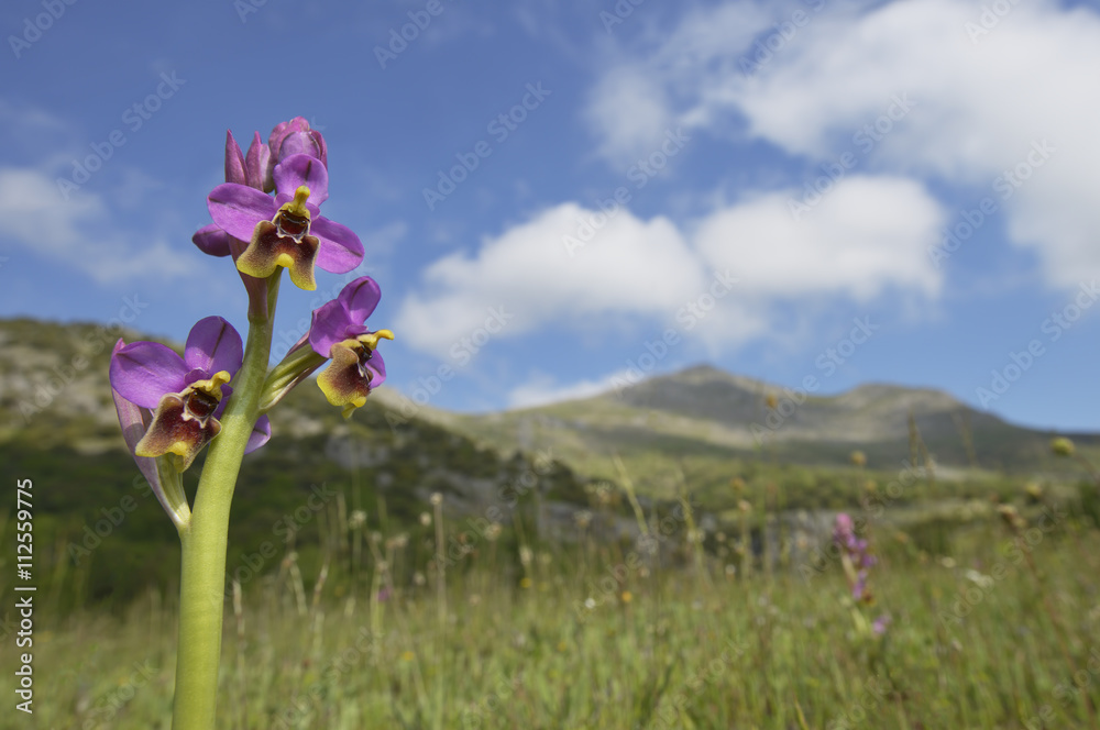 Ophrys tenthredinifera.en primavera - obrazy, fototapety, plakaty 