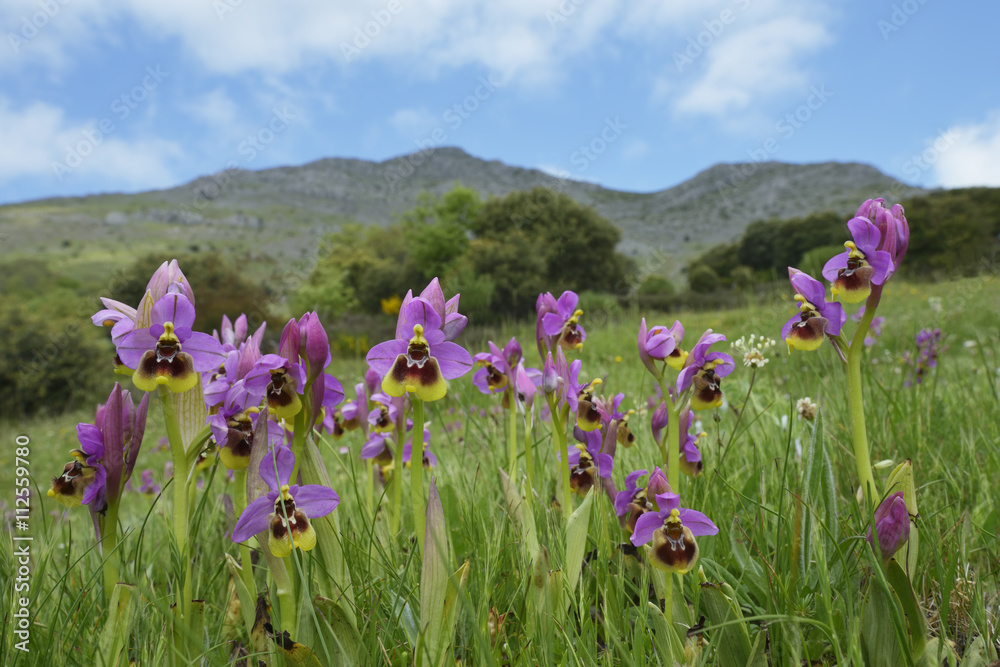 Ophrys tenthredinifera. Primavera - obrazy, fototapety, plakaty 