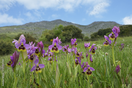 Ophrys tenthredinifera. Primavera