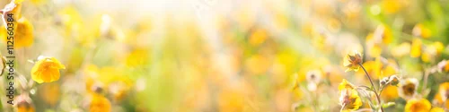 Obraz Lato, słońce, kwiat łąka - baner