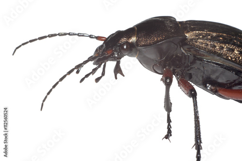 Ground beetle (Carabus granulatus)