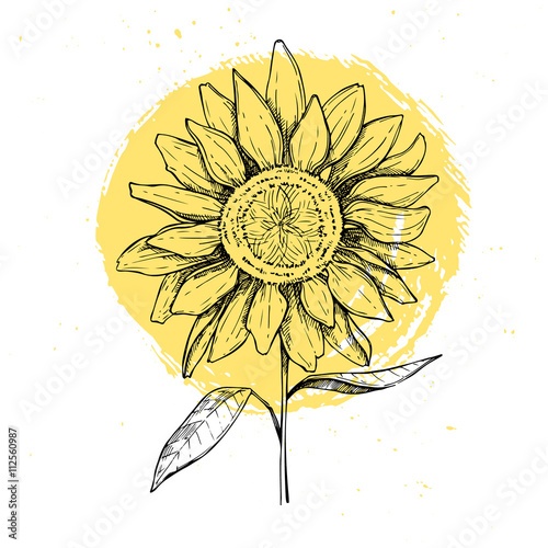 Fototapeta Naklejka Na Ścianę i Meble -  Hand drawn vector illustration - Sunflowers. Vintage